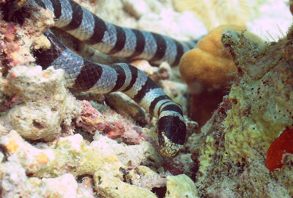 Sipadan_2015_Cobra des mers_Laticauda colubrina_IMG_2594_rc.jpg